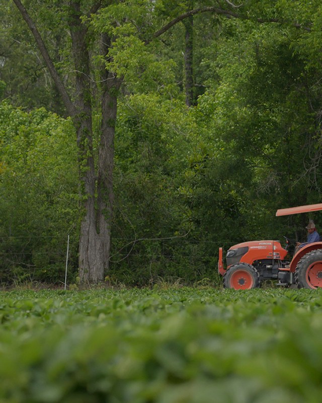 Image for Calhoun Falls Farmers Market
