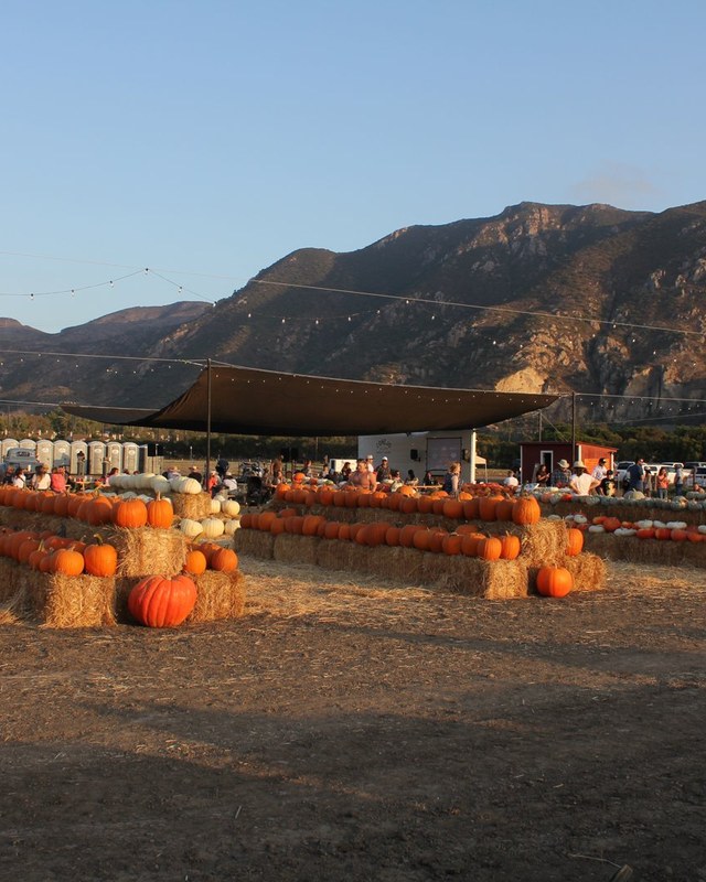 Image for Peace Pumpkin Fest