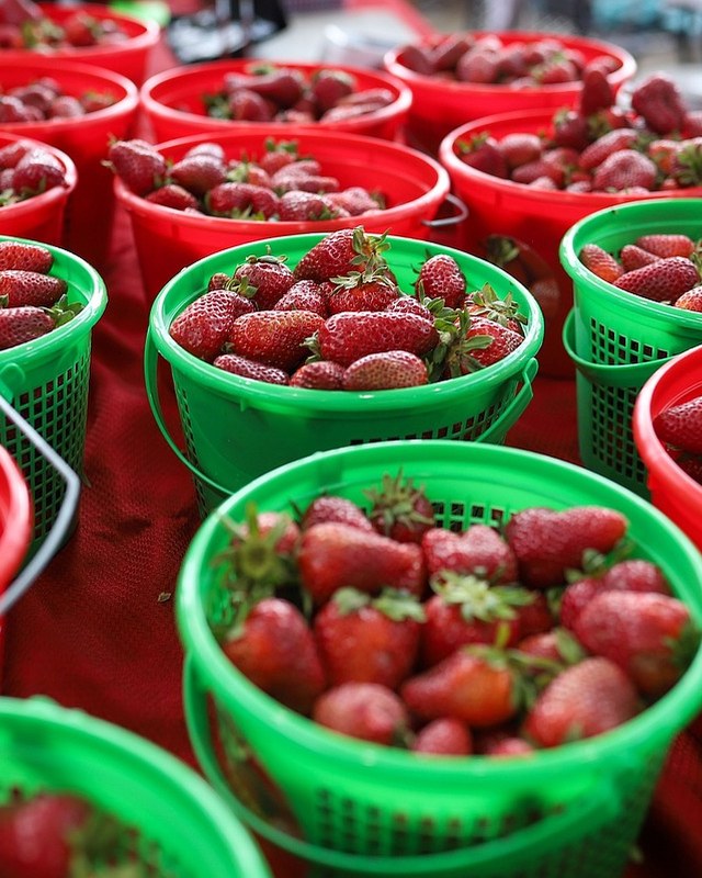 Image for Chattanooga Strawberry Festival