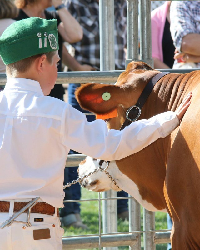 Image for Healdsburg Future Farmers Country Fair