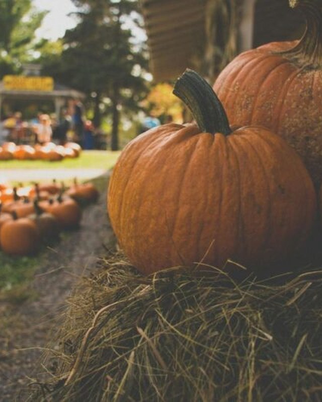 Image for Bergen County Fall Harvest Festival