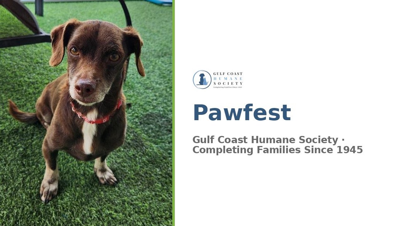 Image for Pawfest 2026