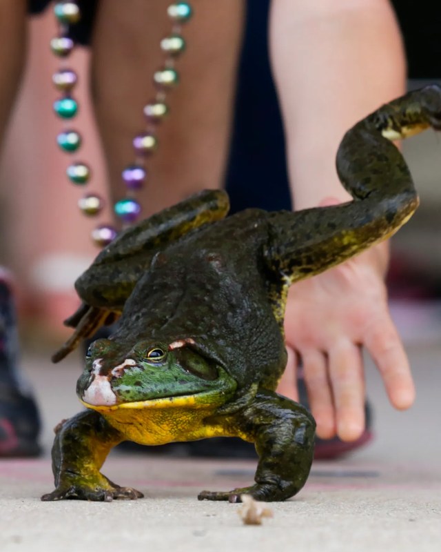 Image for Rayne Frog Festival
