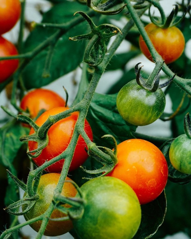 Image for Adams County Farmers Market Tomato Festival (Tomato Fest)