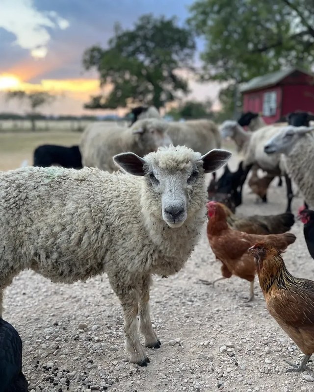 Image for Third Saturday Market at Sheepwalk Ranch