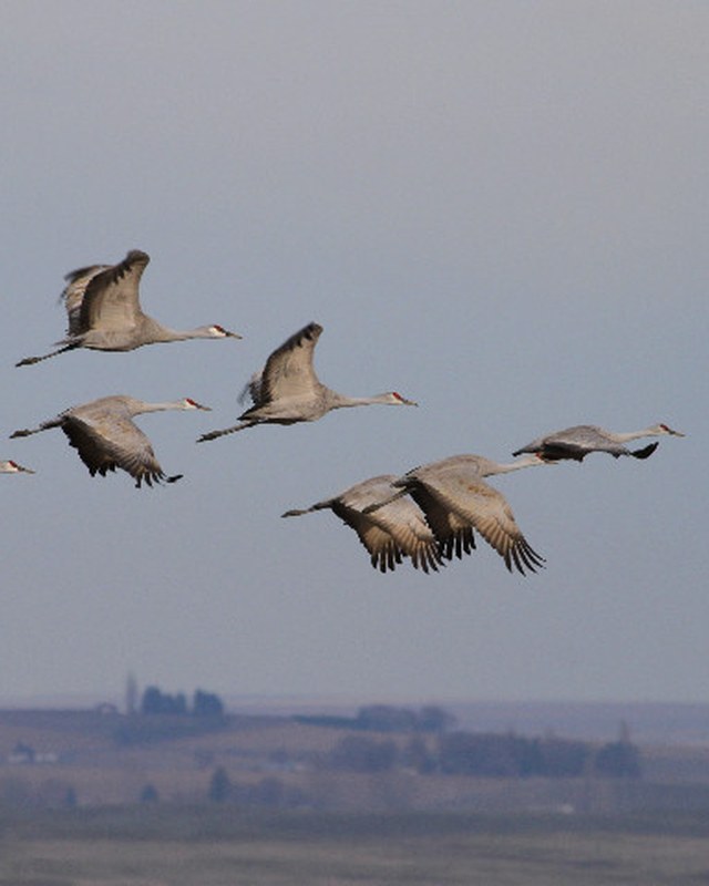 Image for Othello Sandhill Crane Festival