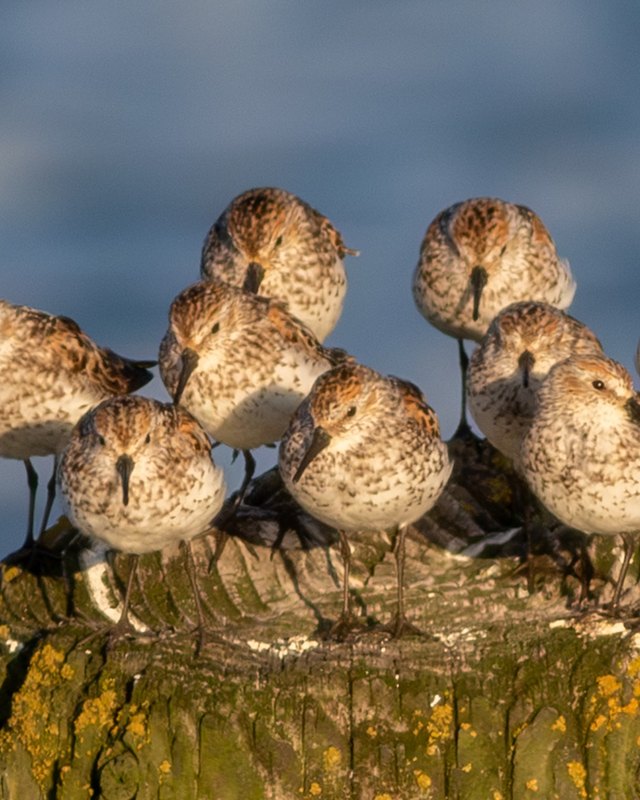Shorebirds crowded on a weathered log above blue water