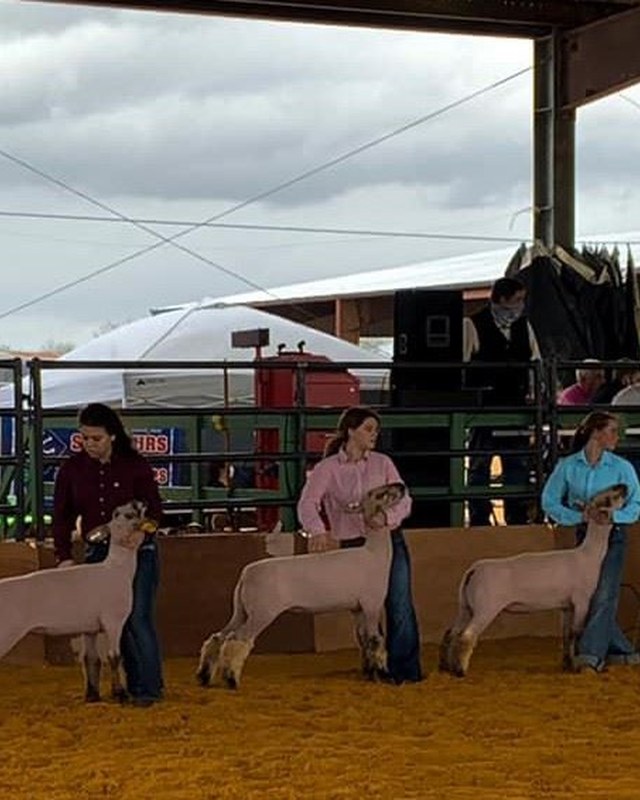 Image for Bandera County Junior Livestock Show