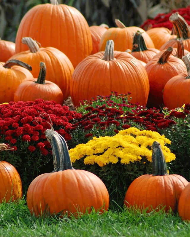 Image for Brown's Harvest Fall Festival
