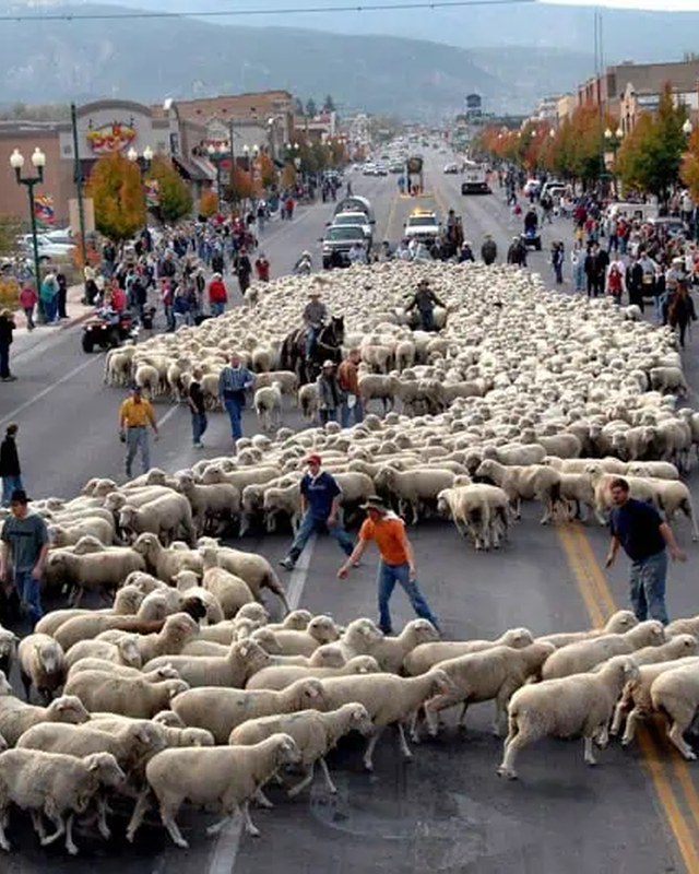 Image for Cedar Livestock & Heritage Festival