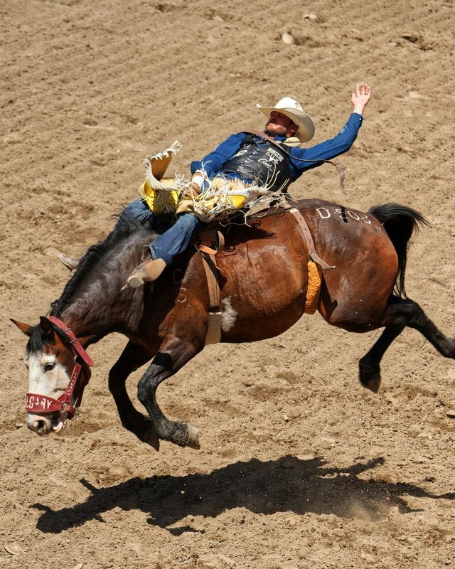 Rodeo bronc rider in a blue shirt and cowboy hat riding a bucking brown horse over dirt arena.