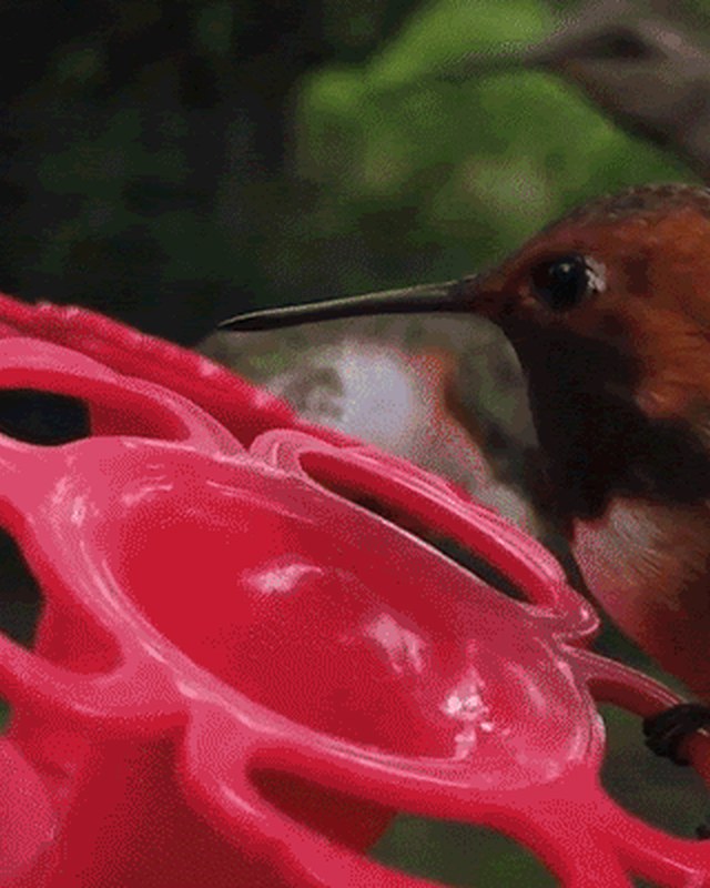 Image for High Country Hummingbird Festival