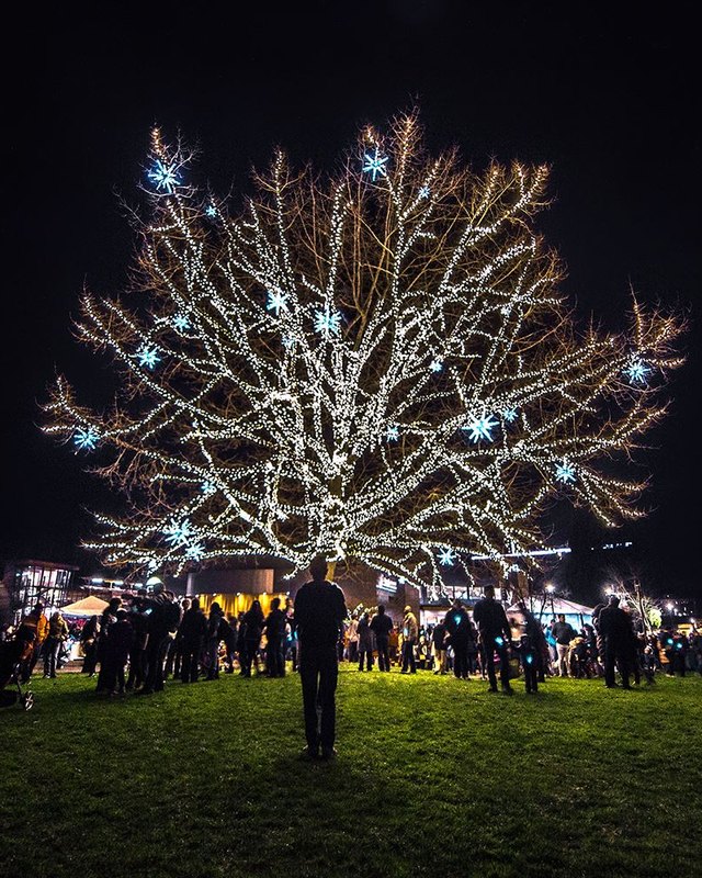 Large tree wrapped in white lights with blue snowflakes, with a crowd gathered on the lawn at night