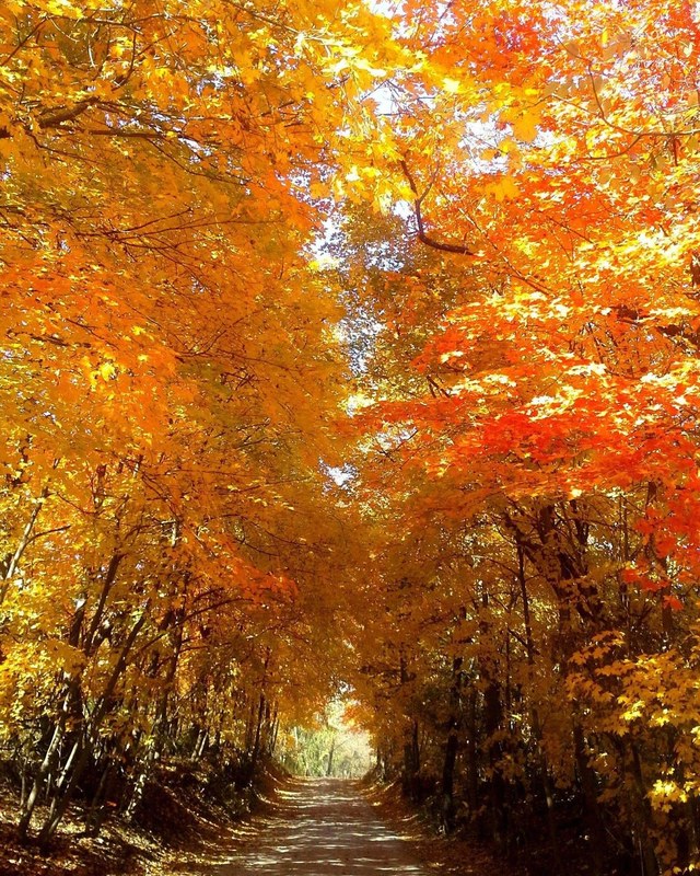 Image for Fall Fest