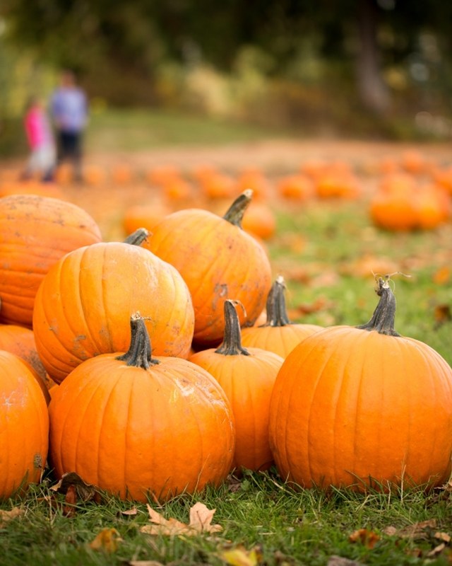 Image for HMGT New Caney Splendora Fall Festival