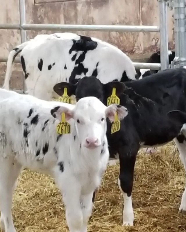 Image for Rice Lake Area Farm Show