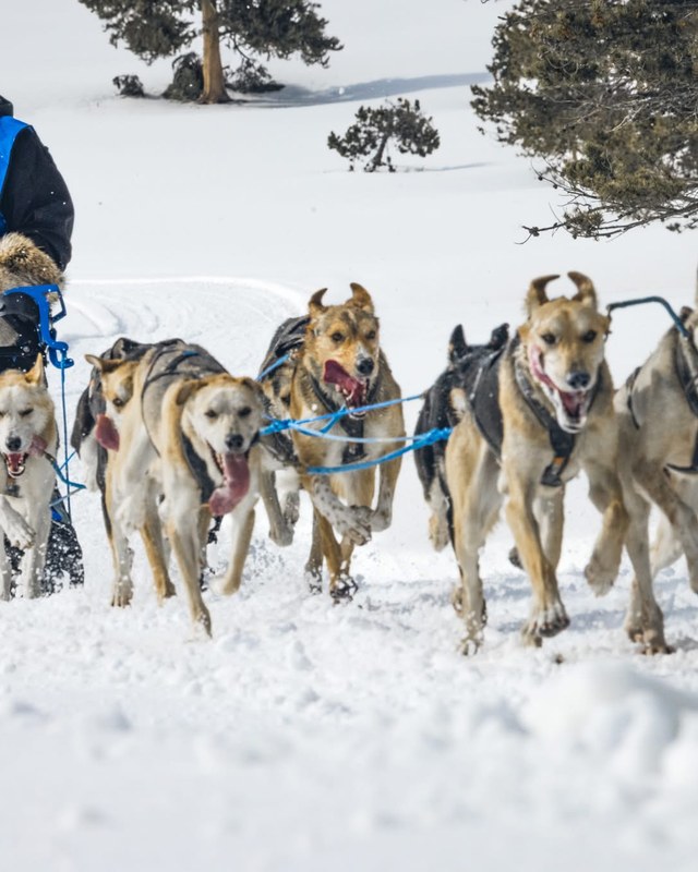 Image for Can-Am Crown International Sled Dog Races