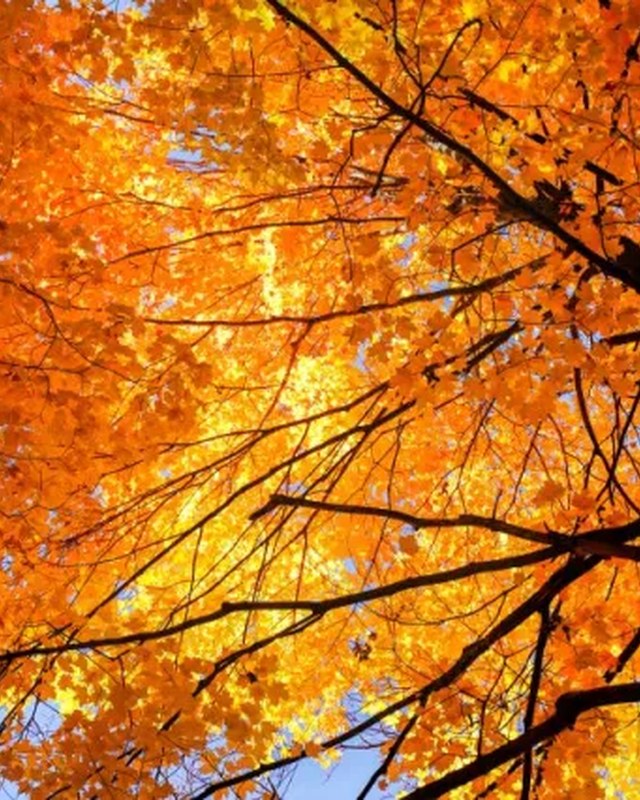 Image for New Haven Fall Festival