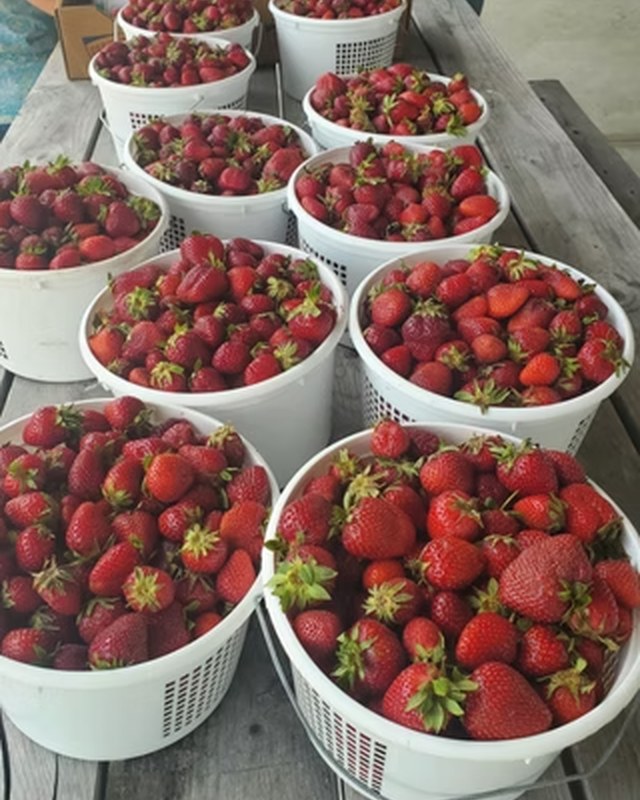 Image for St. Stephen Farmers Market