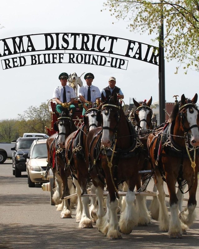 Image for Tehama District Fair