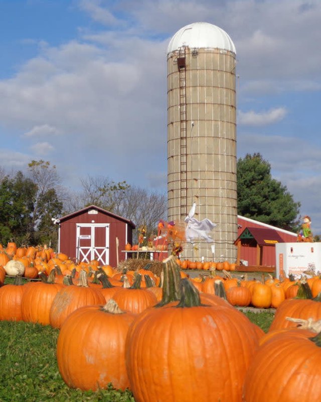 Pumpkin patch in front of a silo and red barn at Hellerick's Adventure Farm in Doylestown.