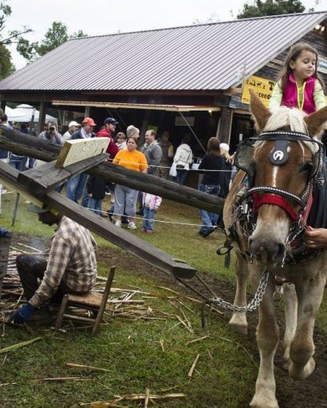 Image for Syrup Sopping Day at Loachapoka