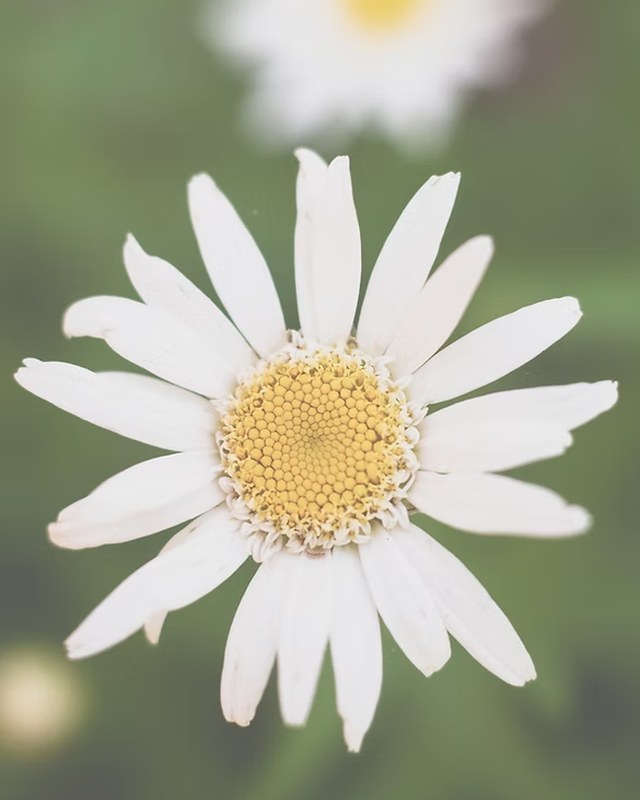 Image for Farragut Farmers Market
