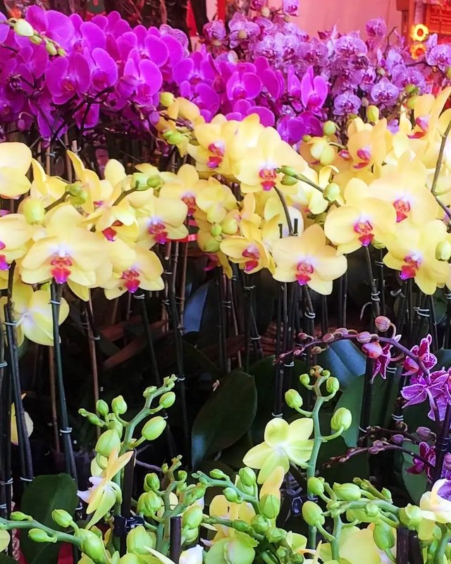 Rows of potted orchids in yellow, pink and purple blooms at the Asian Garden Flower Festival