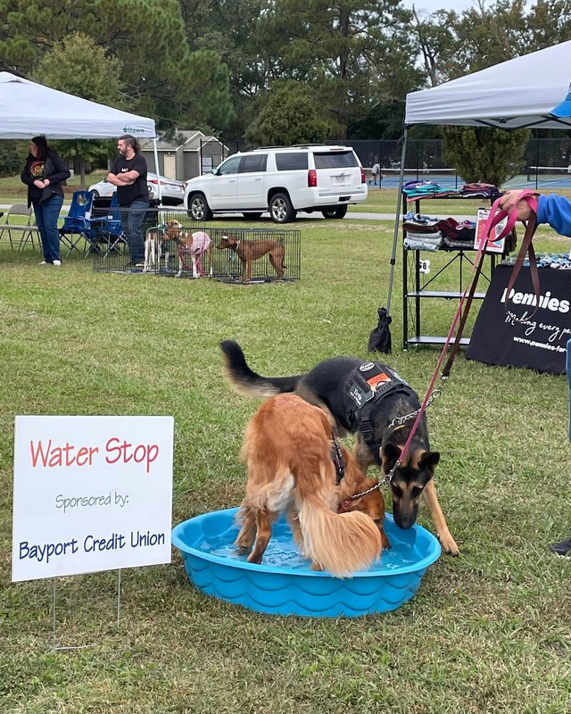Image for 18th Annual Mutt Strut Festival