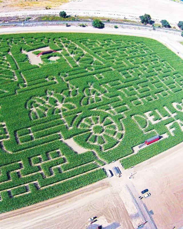 Aerial view of the green corn maze at Dell'Osso Family Farm, with 'DELL' lettering cut into the field at the right edge.