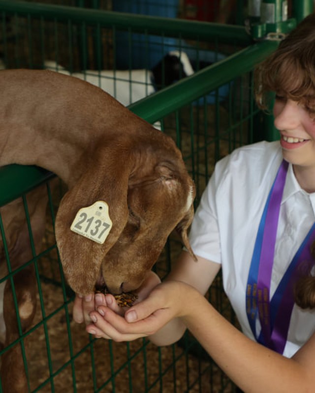 Image for Antrim County Fair