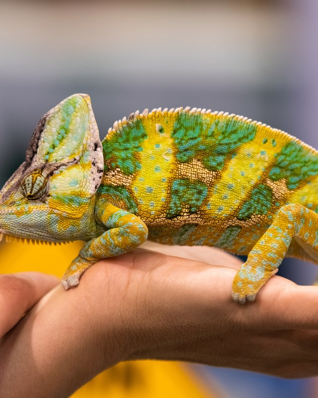 Image for HERPS Exotic Reptile & Pet Show — Conroe, TX (Houston Reptile & Pet Show)