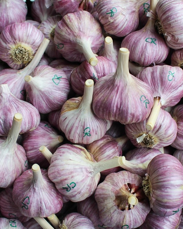 Image for Garlic Day