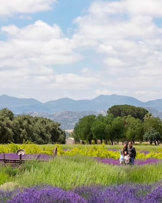 Image for 22nd Annual Lavender Festival