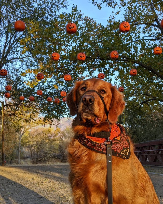 Image for Dog Days in The Maze