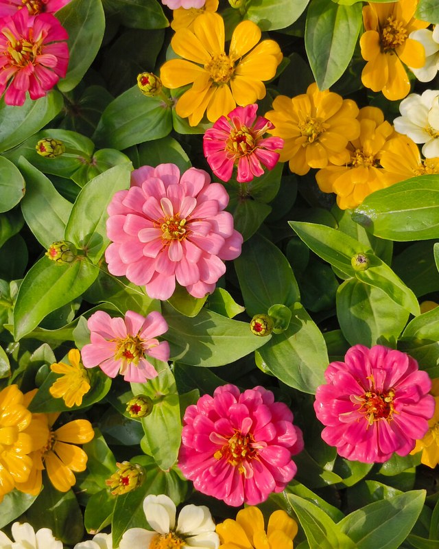 Image for Bluffton Flower Show