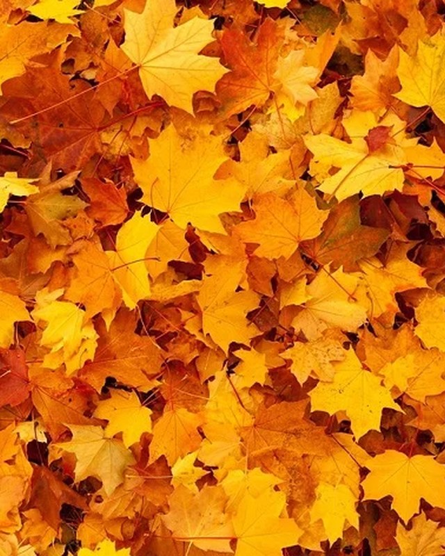 Image for Fall Harvest and Art in the Park