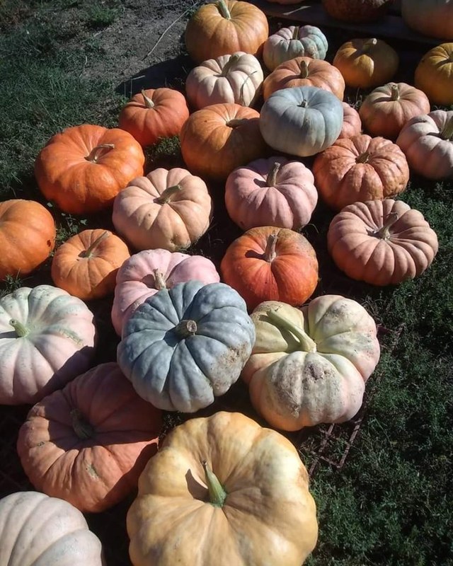 Image for Mountain Home Berry Farm Fall Festival