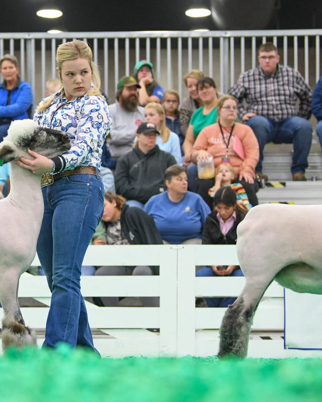 Young woman showing a lamb in a ring while a crowd watches from the stands at the livestock exposition