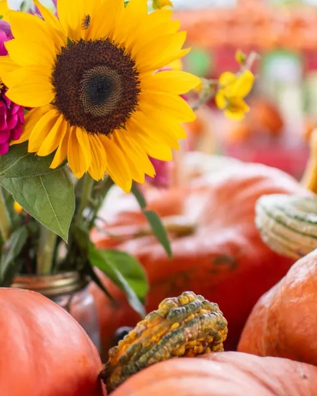 Image for Fall Festival at Cannon Farms