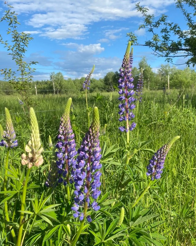 Image for Cornucopia Lupine Festival