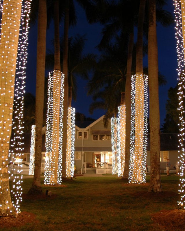 Holiday lights wrapped around tall palm trunks at the Edison and Ford Winter Estates at night.