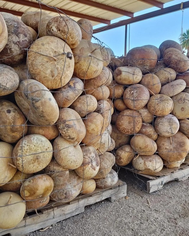 Image for Wuertz Farm Gourd Festival
