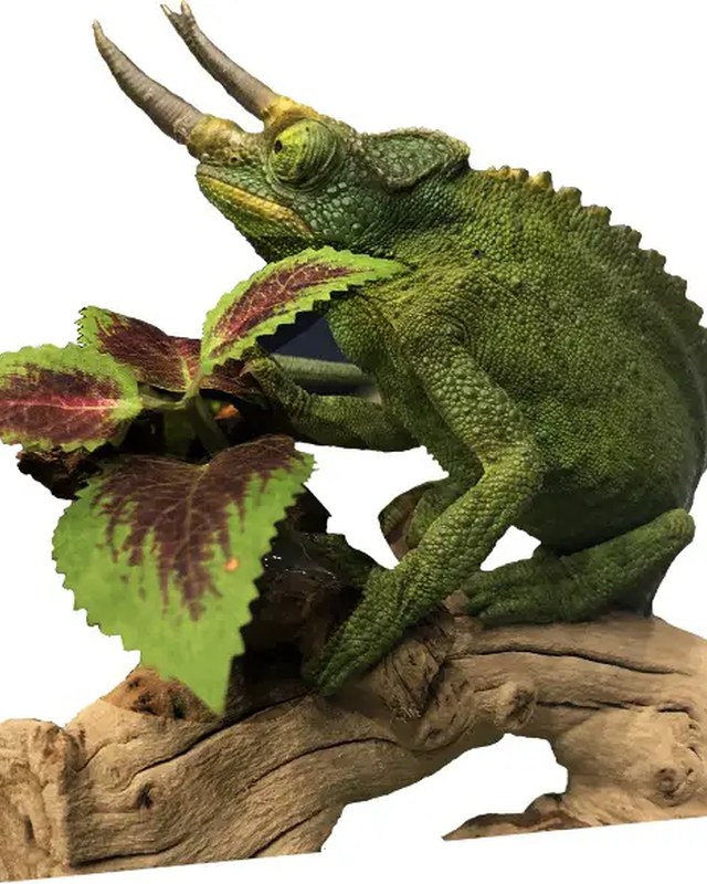 Image for Repticon Kissimmee