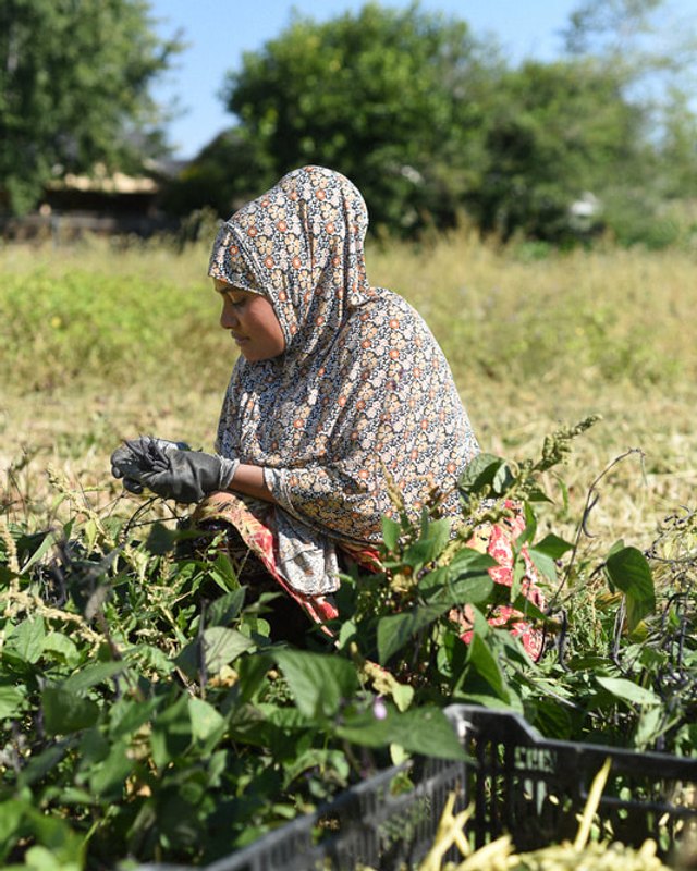 A woman in a headscarf and gloves harvesting leafy produce in a green field, with a black crate beside her.