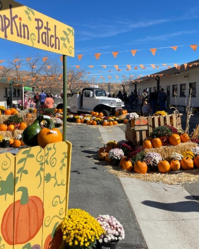 Image for Verdi PFA Pumpkin Patch 2026