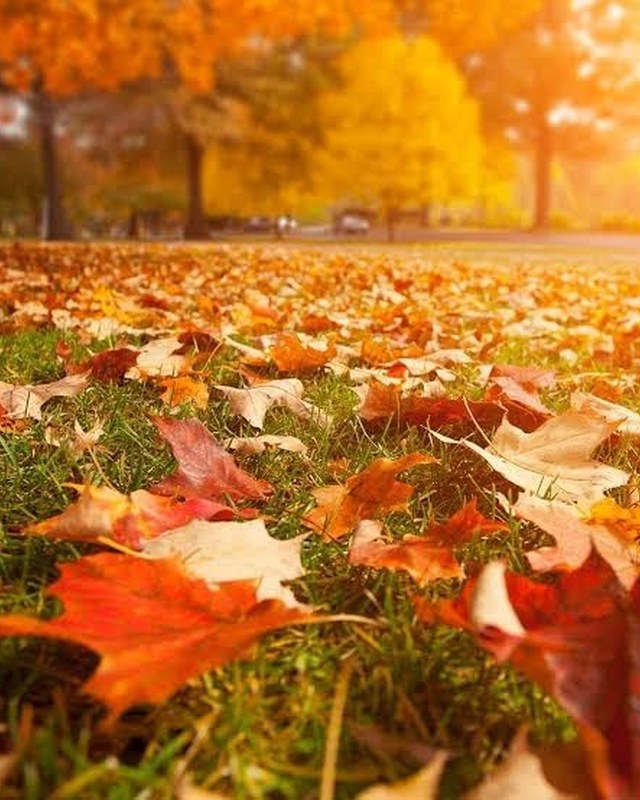 Image for Kindred Spirit Fall Market