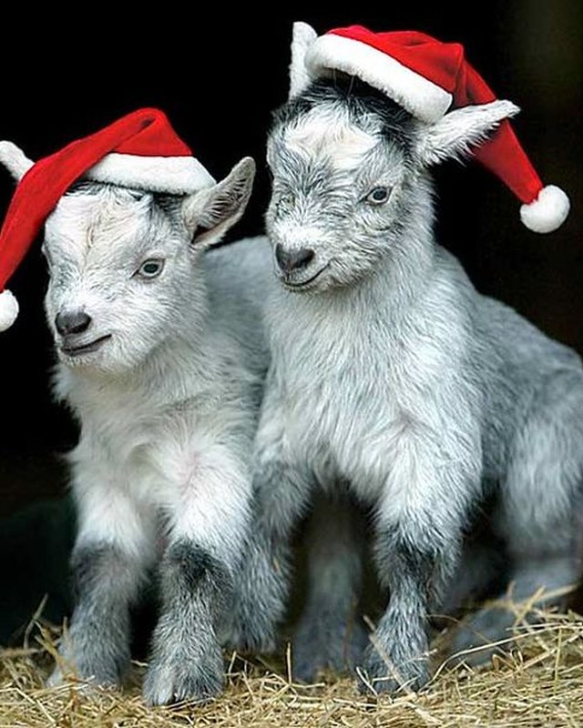 Image for Country Christmas in October Craft Fair