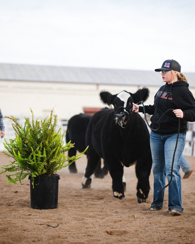 Exhibitor walking a black steer past a potted plant at the Arizona National Livestock Show arena.