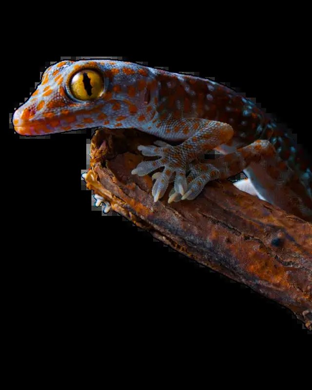 Image for HERPS Exotic Reptile & Pet Show - Corpus Christi, TX